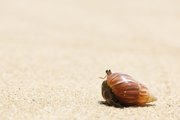 Hermit Crab on a beach