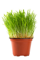 wheat in flowerpot isolated on white