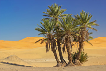 palms in the Sahara desert