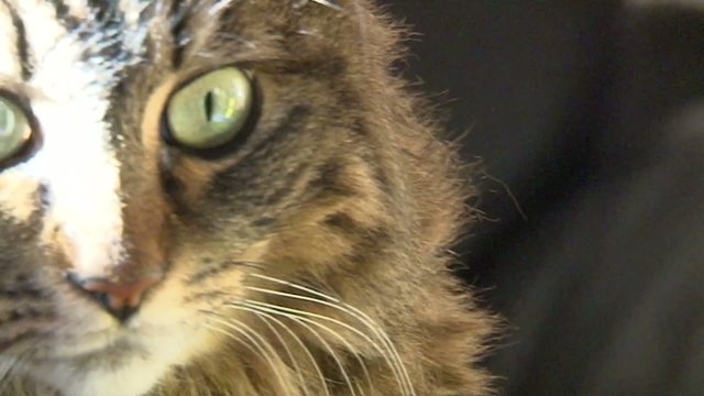 yeux de chatte 2