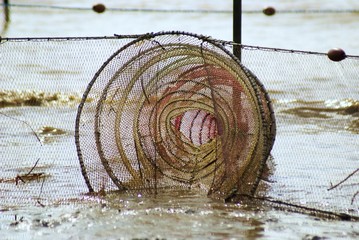 Fischnetz