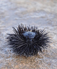 Sea urchin upside down