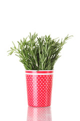 fresh green rosemary in red cup isolated on white