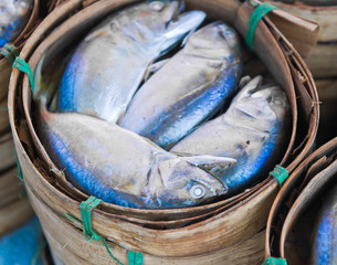 Mackerel fish