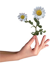 Mayweed in hand