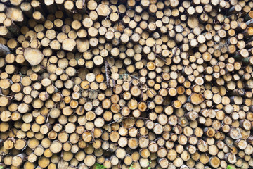 Timber Stack
