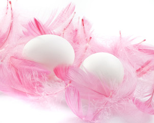 eggs feathers