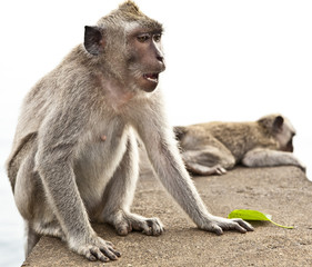 Monkey. Bali a zoo. Indonesia.