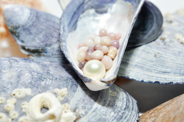 Image placer pearls in a shell on the wet pebbles.