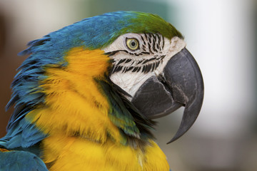 Closeup Blue Gold Macaw Parrot