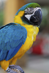 Closeup Blue Gold Macaw Parrot