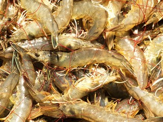 Fresh shrimps