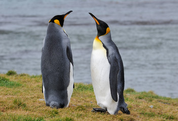 Pinguin Gespräch Penguin Talk