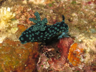 nudibranco