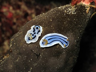 nudibranchi