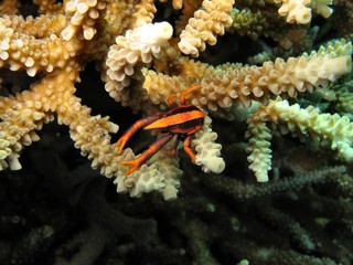 granchio