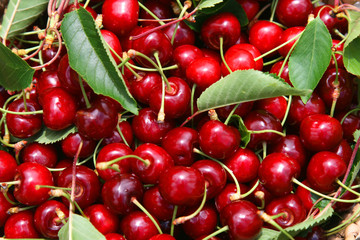 beautiful and tasty cherries