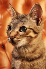 Cat on brown background