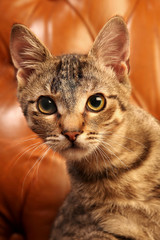 Cat on brown background - obrazy, fototapety, plakaty