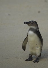 Young African Penguin (Spheniscus demersus)