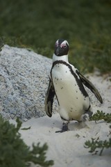 Naklejka premium African Penguin at Boulders Beach, South Africa