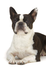 Hund Boston Terrier