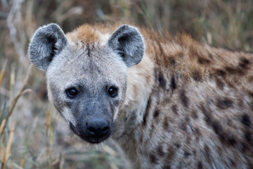 Spotted Hyena in Kruger National Park, South Africa