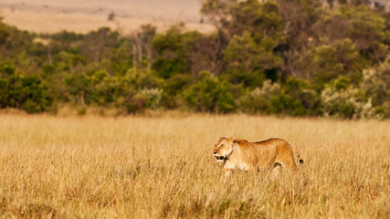 Naklejka na ściany i meble African Lioness w Masai Mara National Park, Kenia