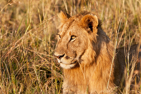 African Lion in the Maasai Mara National Park, Kenya