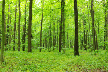 Obraz premium green forest