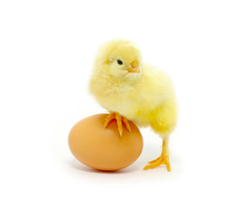 chicken