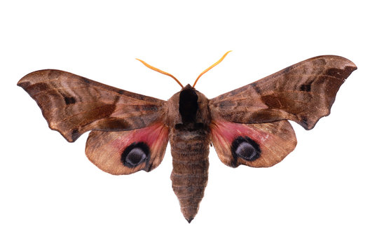 Smerinthus ocellata, the Eyed Hawk-Moth