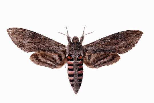 Convolvulus Hawk-moth, Agrius convolvuli