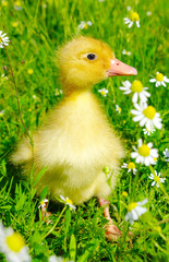baby duck
