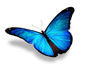Fototapeta na wymiar Niebieski motyl, na białym tle