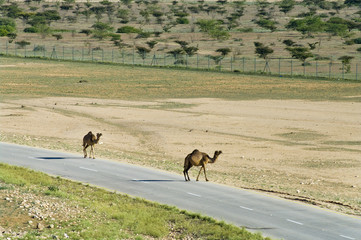 Camels on the road  in Oman, Middle East