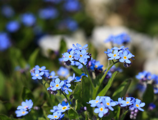 forget me not