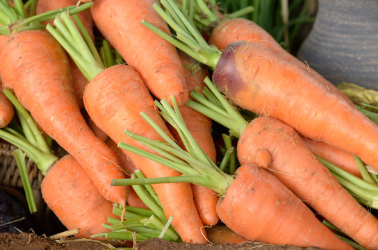 fresh carot