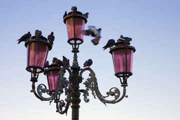 iiitalie,venise : san marco  : lampadaire et pigeons