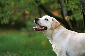 Pies Labrador - obrazy, fototapety, plakaty