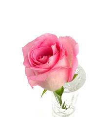 a pink rose in a flower vase