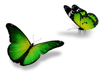 Two green butterfly, isolated on white