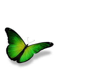 Green butterfly, isolated on white