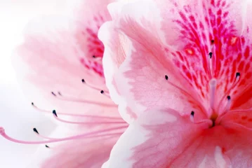 Foto op Plexiglas Azalea Roze Azalea bloem