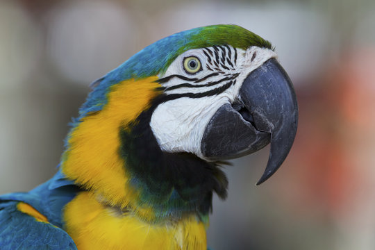 Closeup Blue Gold Macaw Parrot