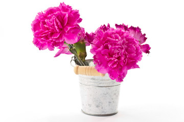 flowering carnations in a bucket