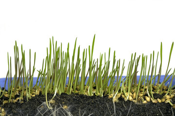 Growing wheat in six stages, stage two
