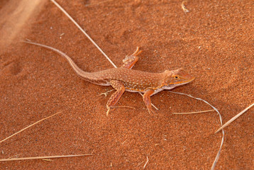 lézard du désert namibien2