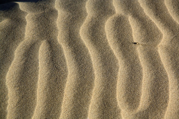 GC_PLAYA_DEL_CURA_402_Duenen_Maspalomas