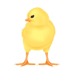 Easter Yellow Chick – vector illustration on white background - 39264751